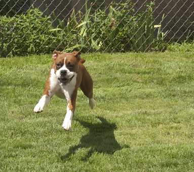 flying1