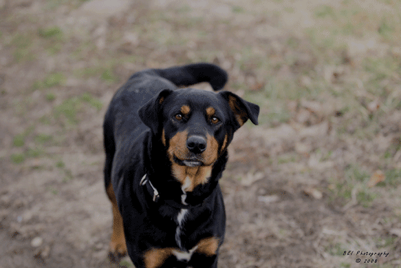 roxie0520