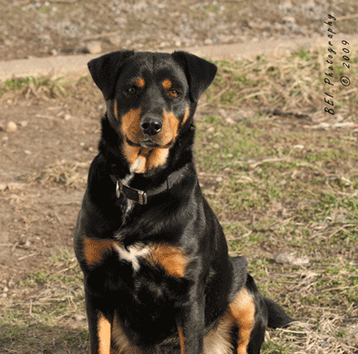 roxie0598