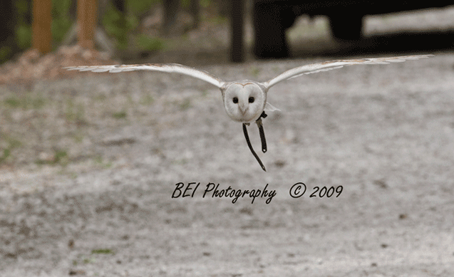 1aowl1556r