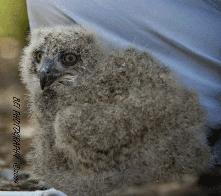 africanhawk1315