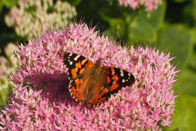 butterfly8