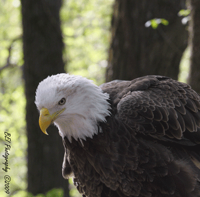 eagle1251