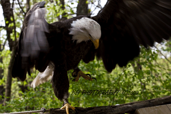 eagle1423