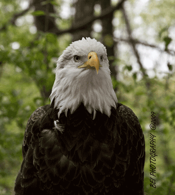 eagle1445