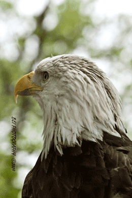 eagle1635