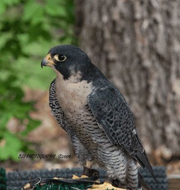 falconv1464