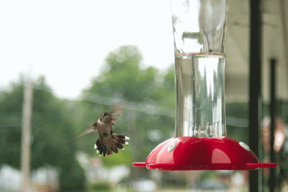 hbird9106