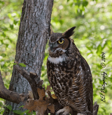 owl1233