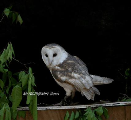 owl1246