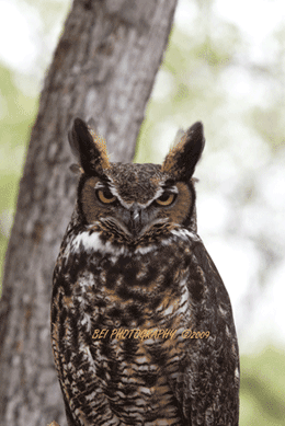 owl1434
